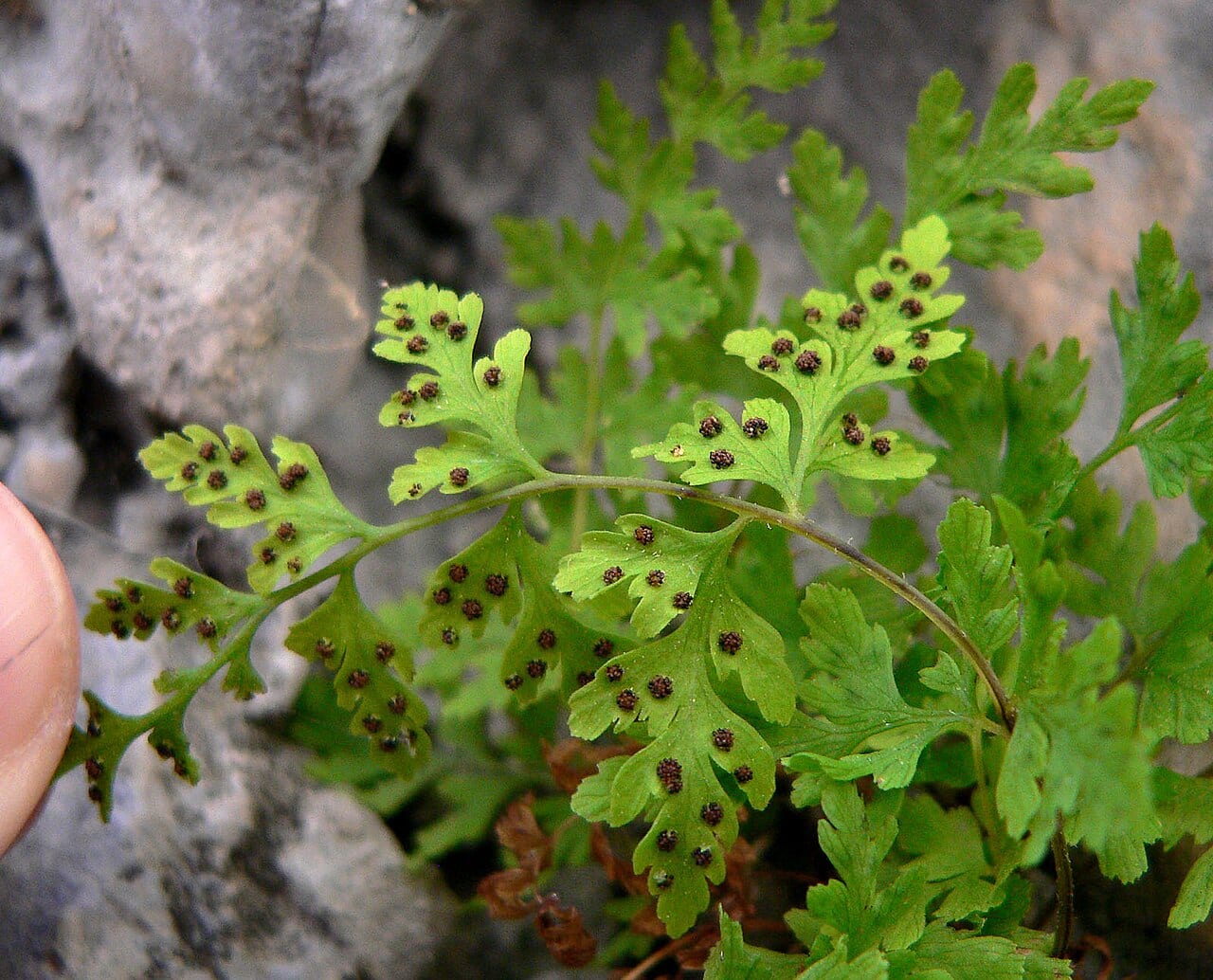 Brittle bladderfern (Cystopteris fragilis)