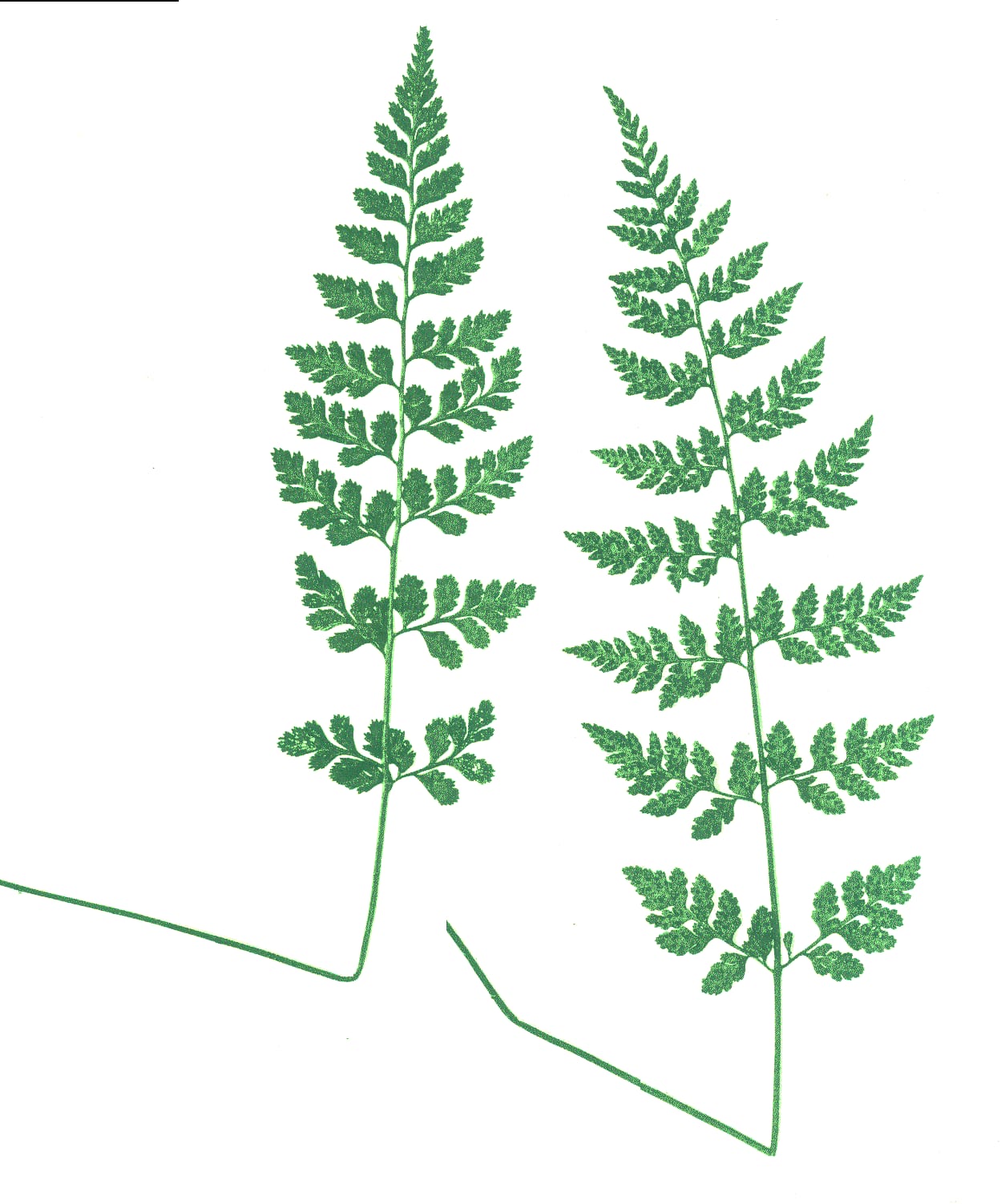 Lowland bladderfern (Cystopteris protrusa)