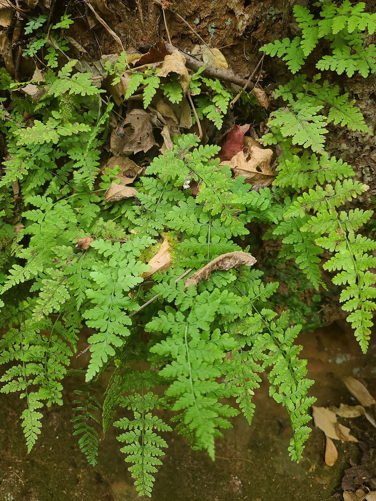 Tennessee bladderfern (Cystopteris tennesseensis)