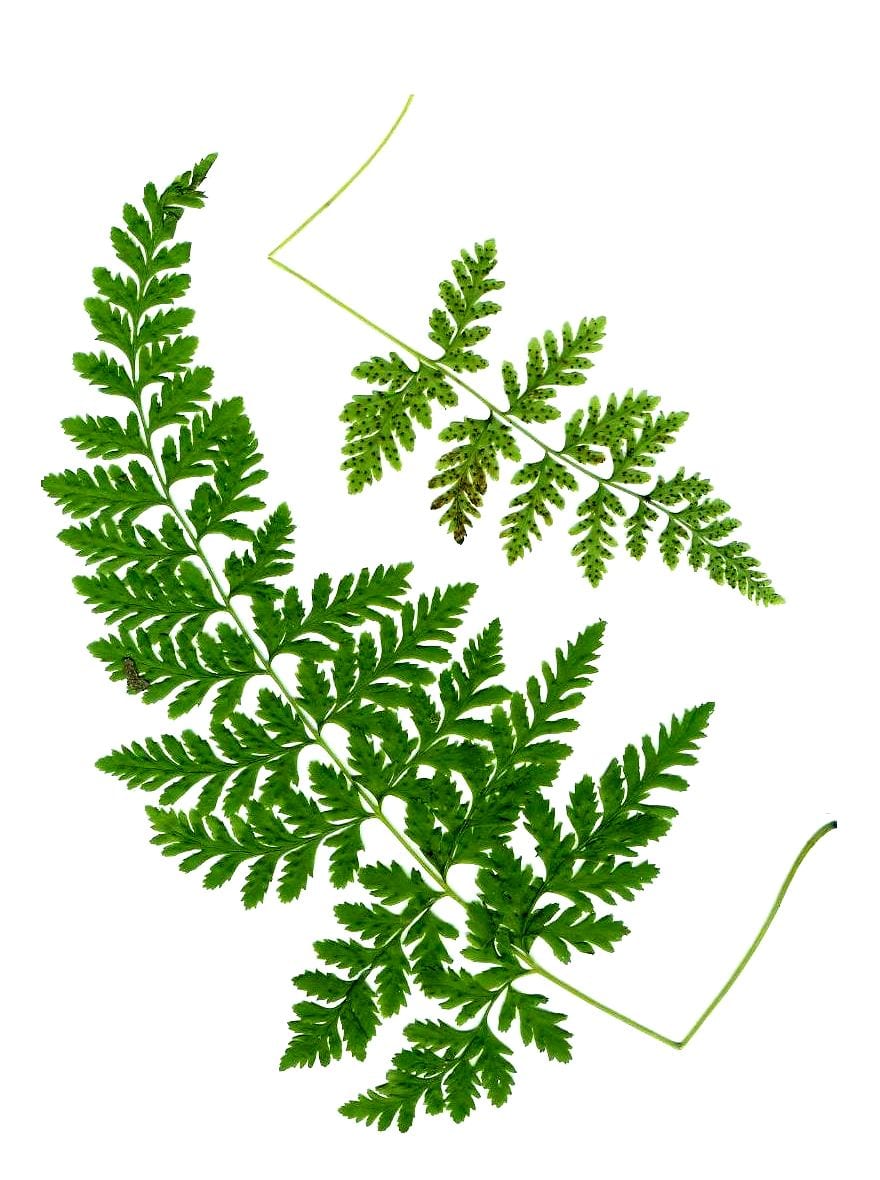 Upland brittle bladderfern (Cystopteris tenuis)