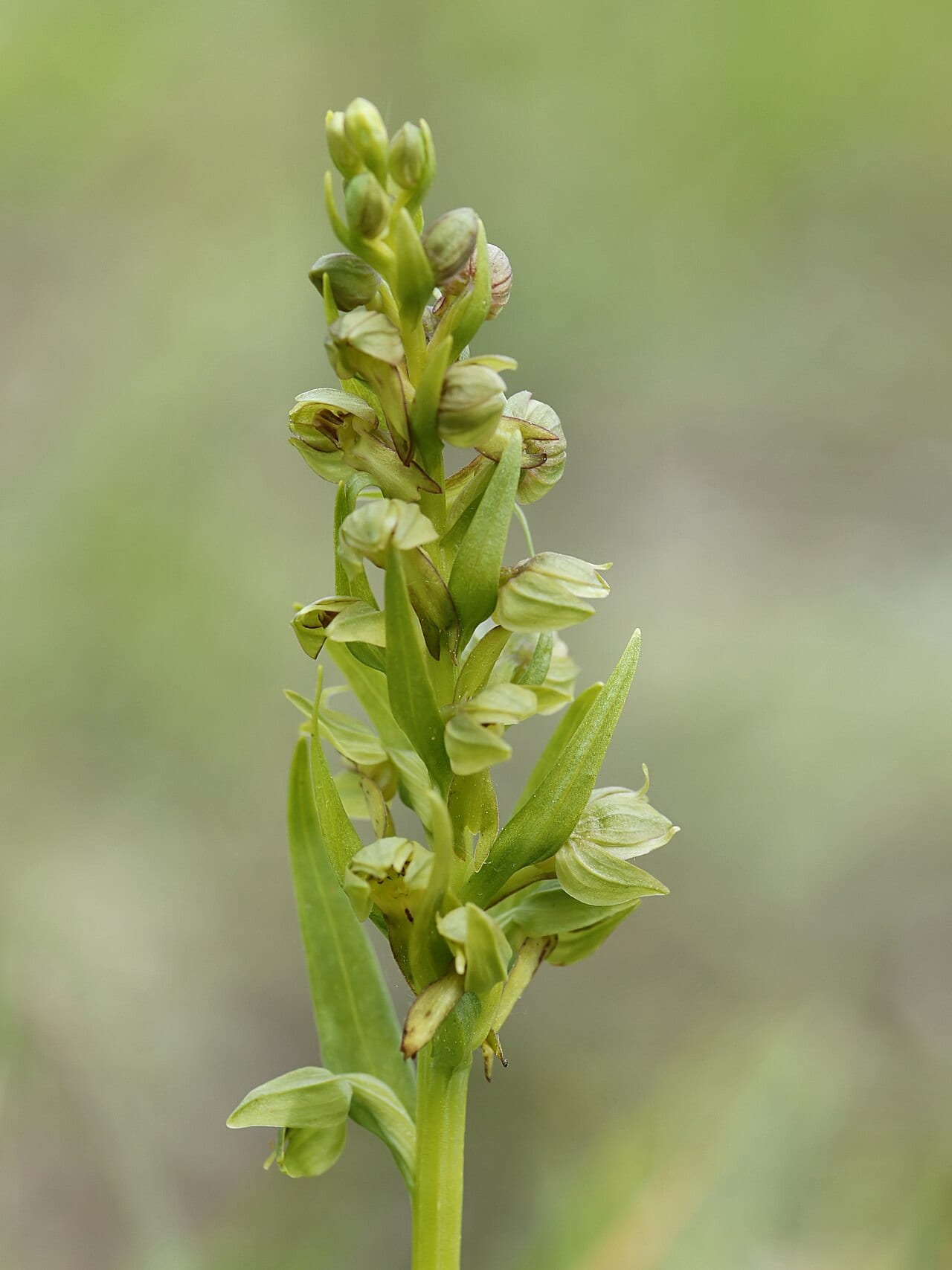 Longbract frog orchid (Dactylorhiza viridis)