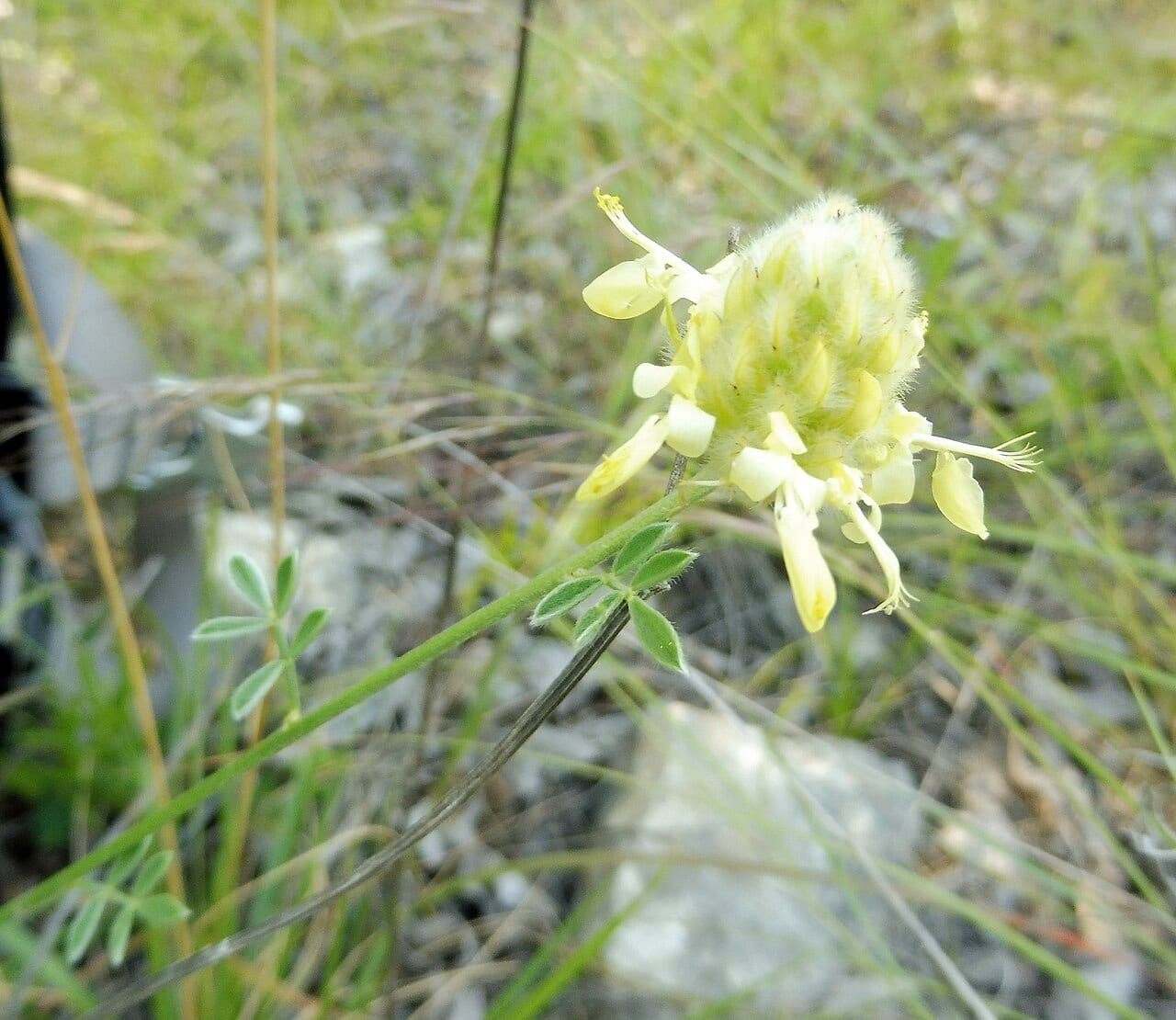 Golden prairie clover (Dalea aurea)