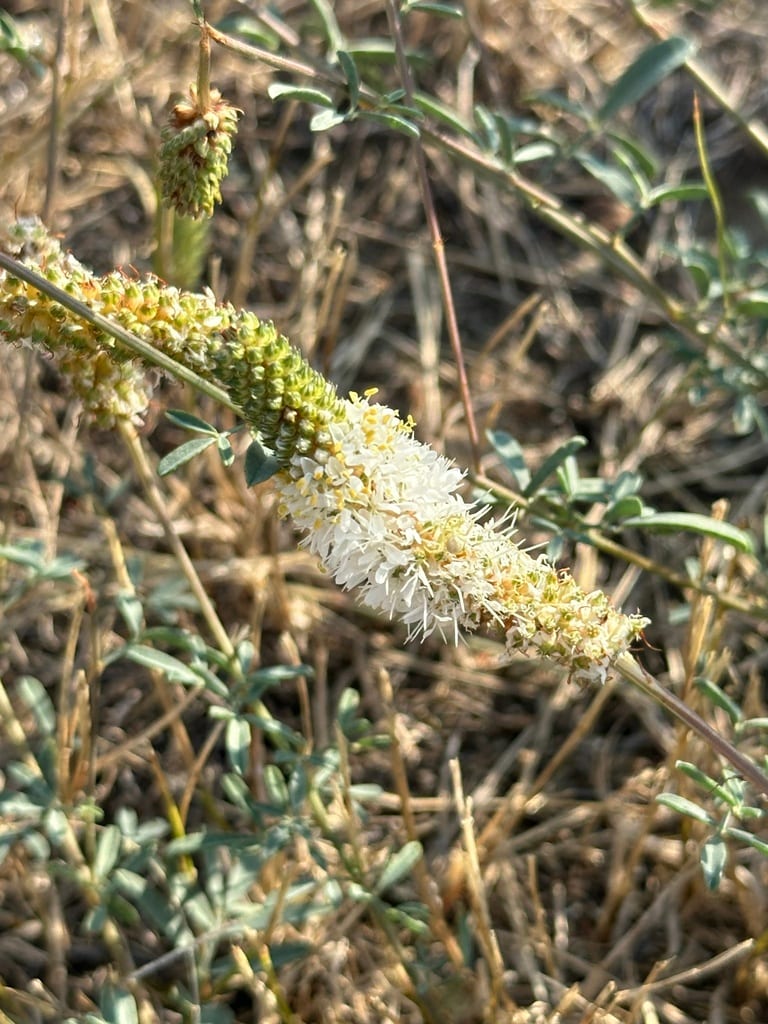 Fewleaf white prairie clover (Dalea candida var. oligophylla)