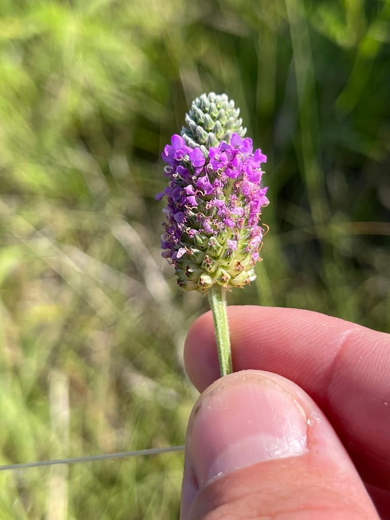 Compact prairie clover (Dalea compacta var. compacta)