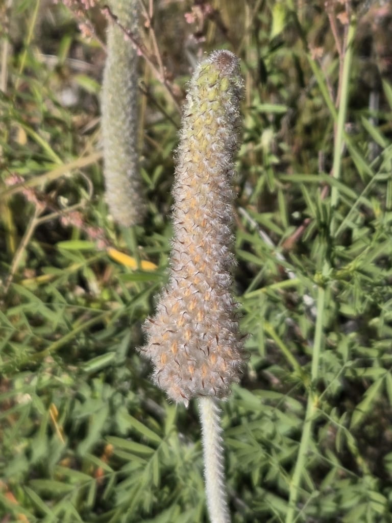 Andean prairie clover (Dalea cylindriceps)