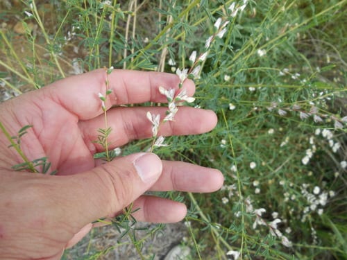 Nine-anther prairie clover (Dalea enneandra)