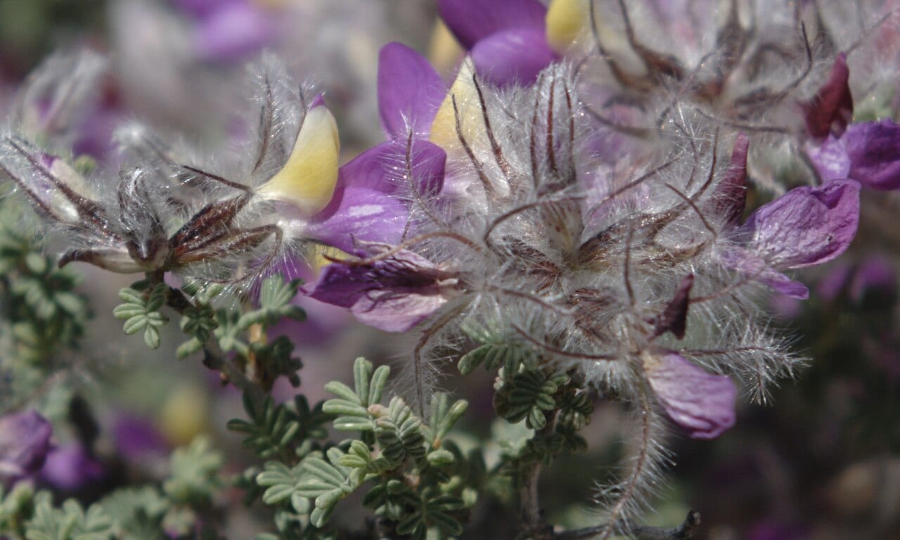 Featherplume (Dalea formosa)