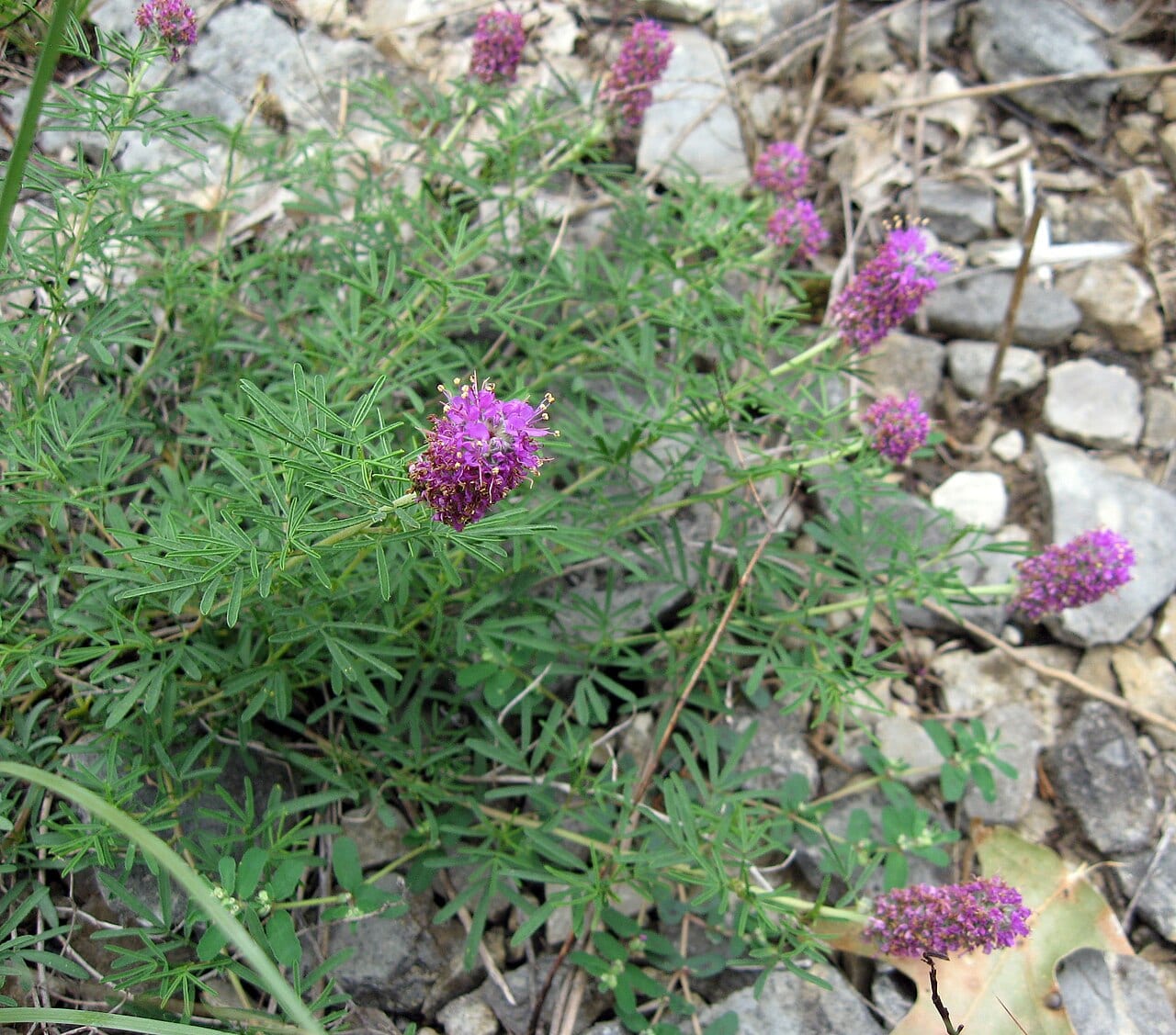 Purpletassels (Dalea gattingeri)