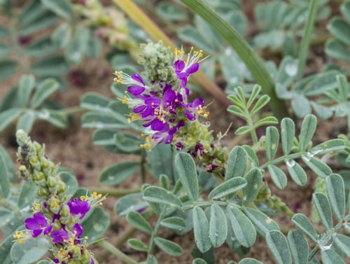 Woolly prairie clover (Dalea lanata var. lanata)