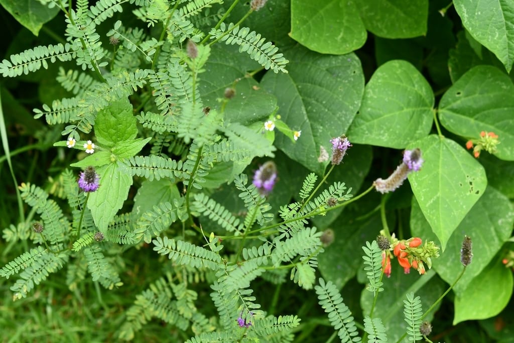 Foxtail prairie clover (Dalea leporina)