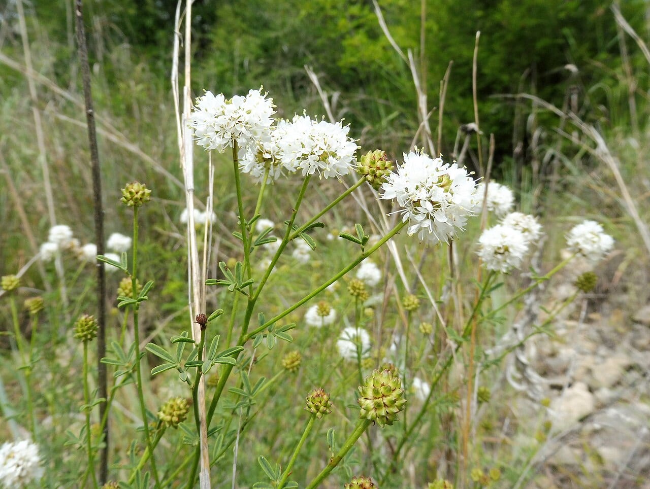 Roundhead prairie clover (Dalea multiflora)