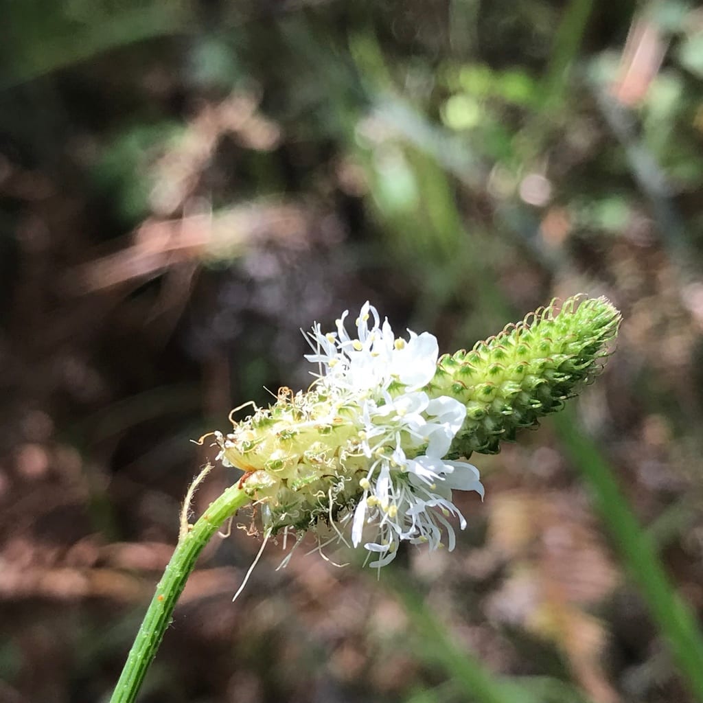 Slimspike prairie clover (Dalea phleoides)