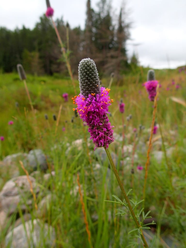 Purple prairie clover (Dalea purpurea var. purpurea)