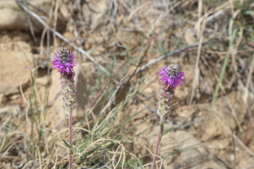 Slimleaf prairie clover (Dalea tenuifolia)
