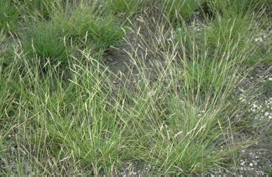 Poverty oatgrass (Danthonia spicata)