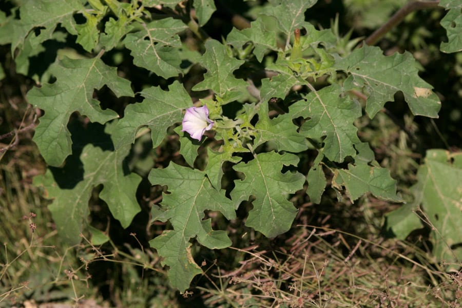 Chinese thorn-apple (Datura quercifolia)