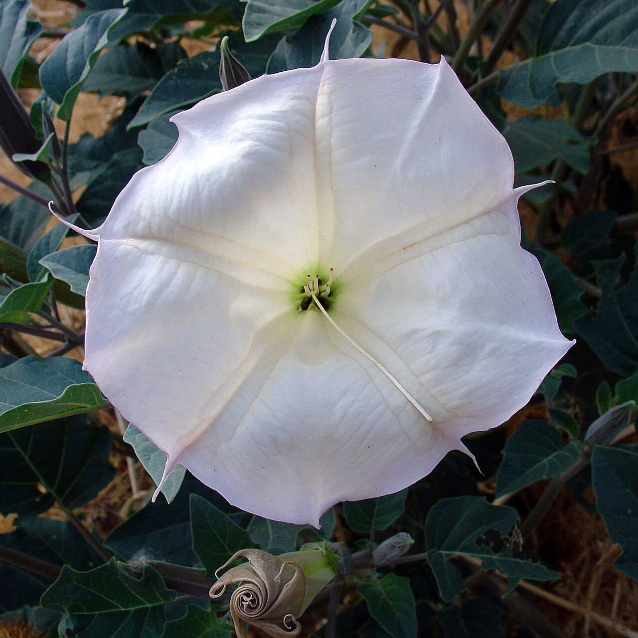 Jimsonweed (Datura wrightii)