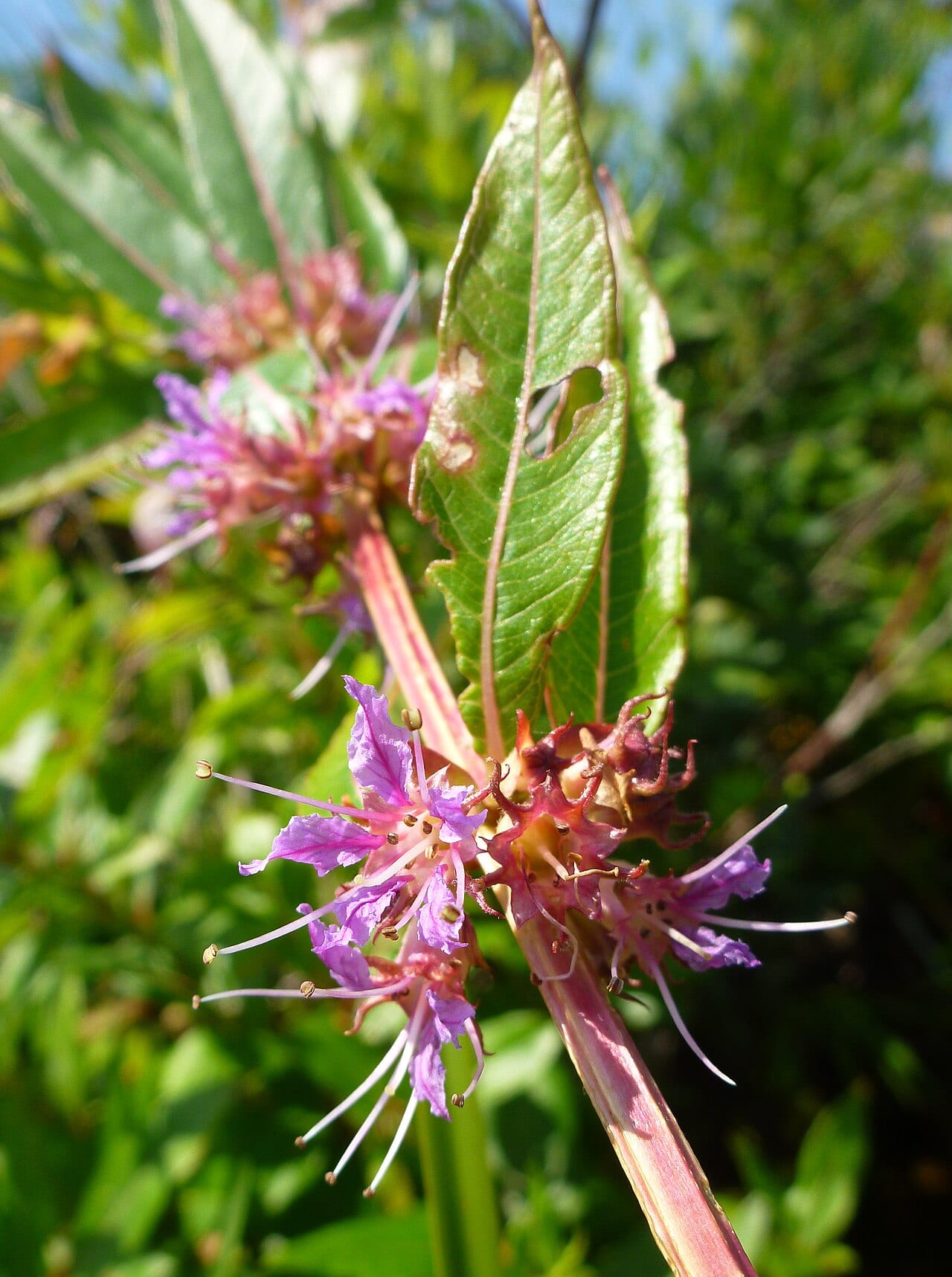 Swamp loosestrife (Decodon verticillatus)