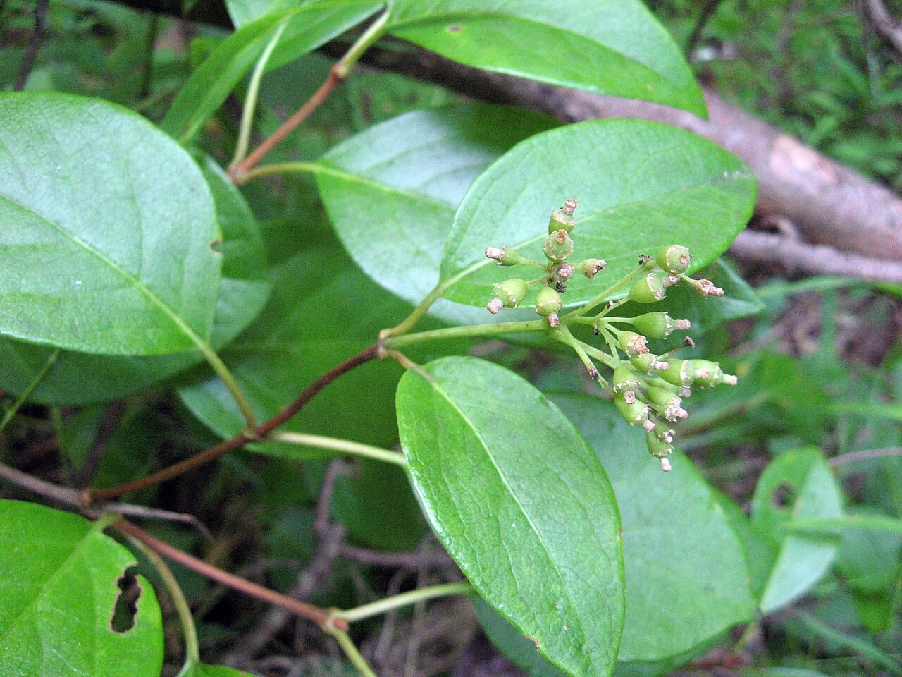 Decumaria (Decumaria barbara)