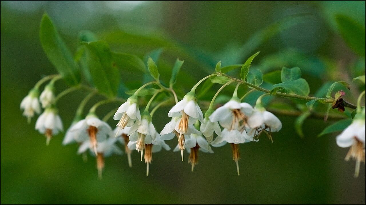 Deerberry (Vaccinium stamineum)