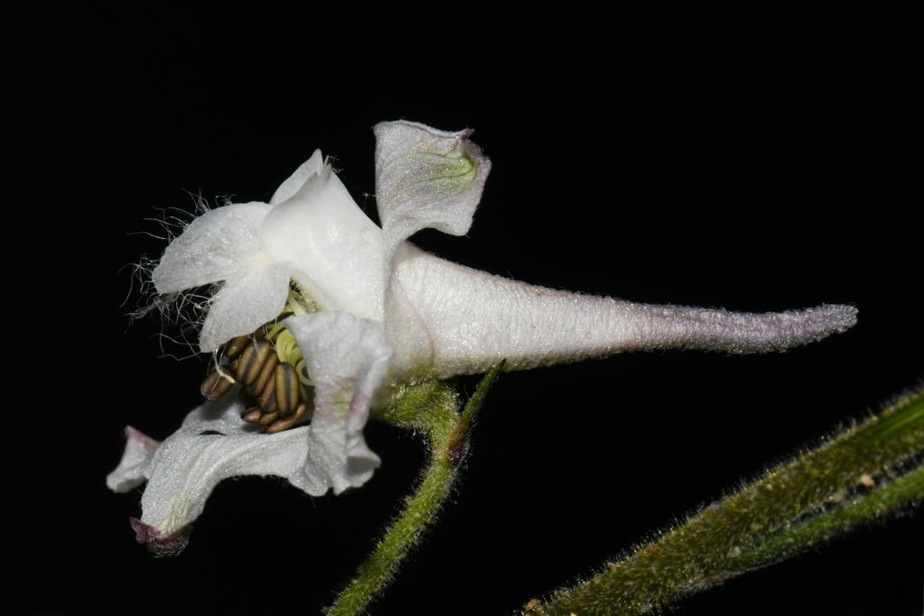 Carolina larkspur (Delphinium carolinianum ssp. virescens)