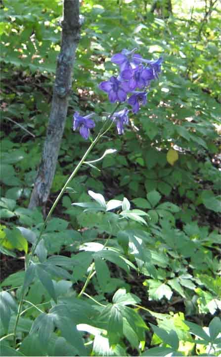 Tall larkspur (Delphinium exaltatum)