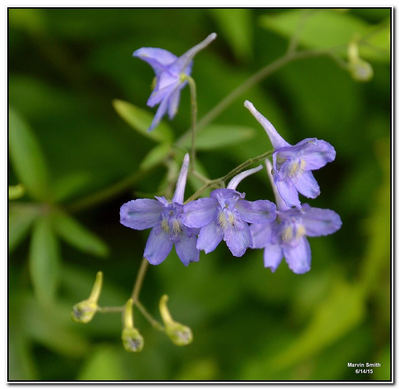 Newton's larkspur (Delphinium newtonianum)