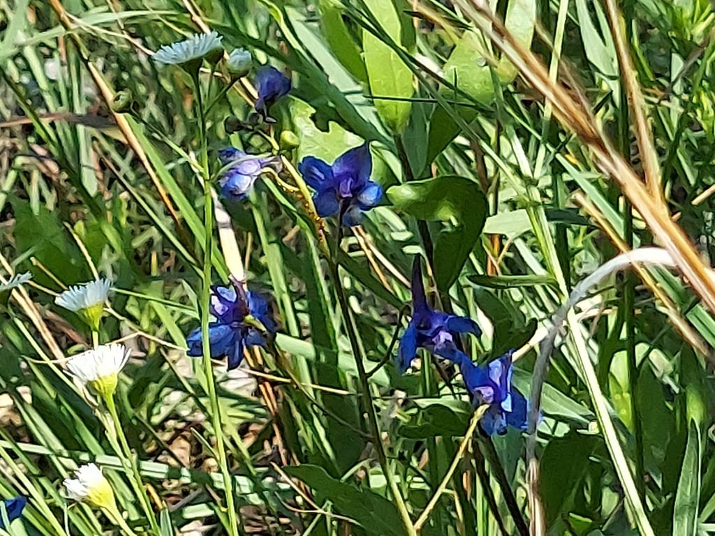 Glade larkspur (Delphinium treleasei)