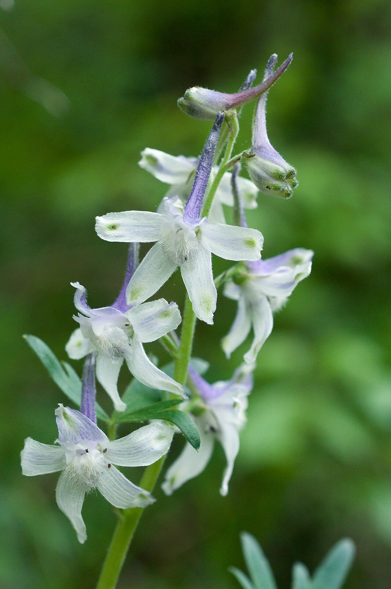 Dwarf larkspur (Delphinium tricorne)