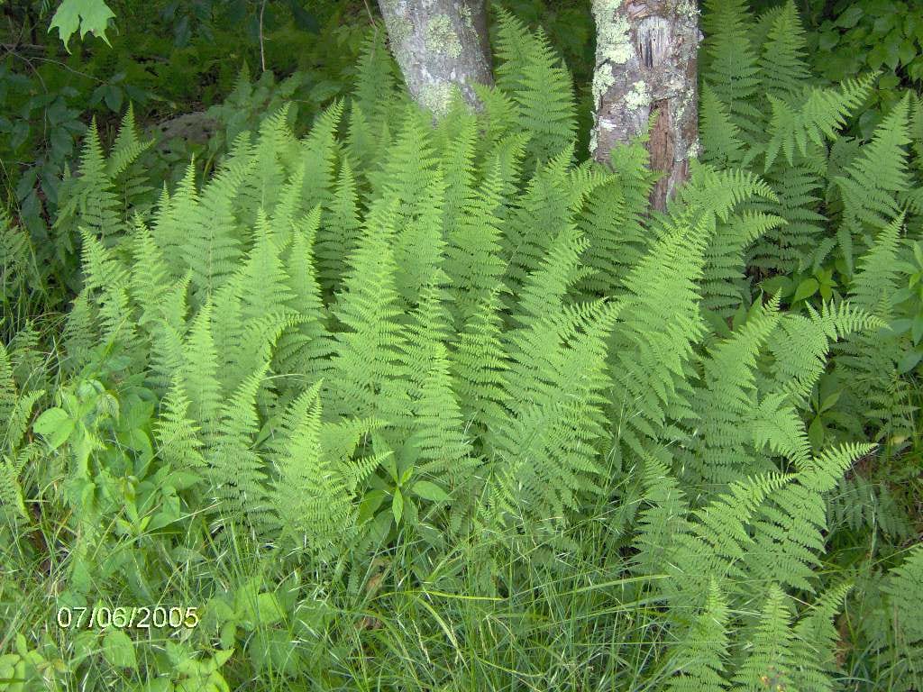 Eastern hay-scented fern (Dennstaedtia punctilobula)