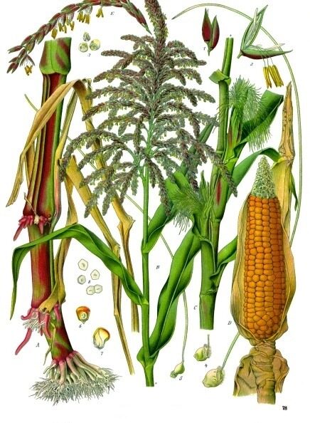 Dent corn (Zea mays) — mature dry ears with characteristic dented kernel crowns