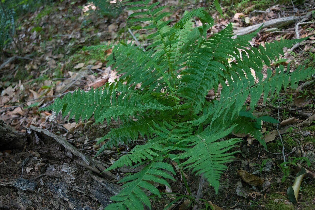 Silver false spleenwort (Deparia acrostichoides)