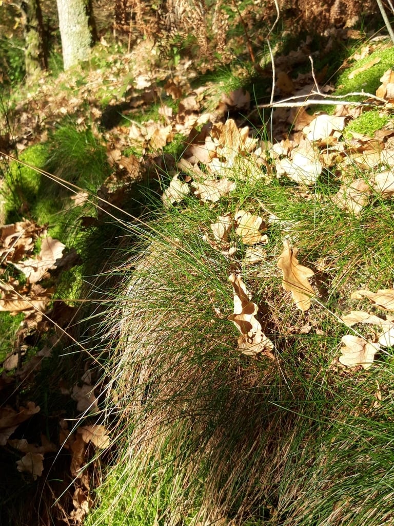 Wavy hairgrass (Deschampsia flexuosa var. flexuosa)