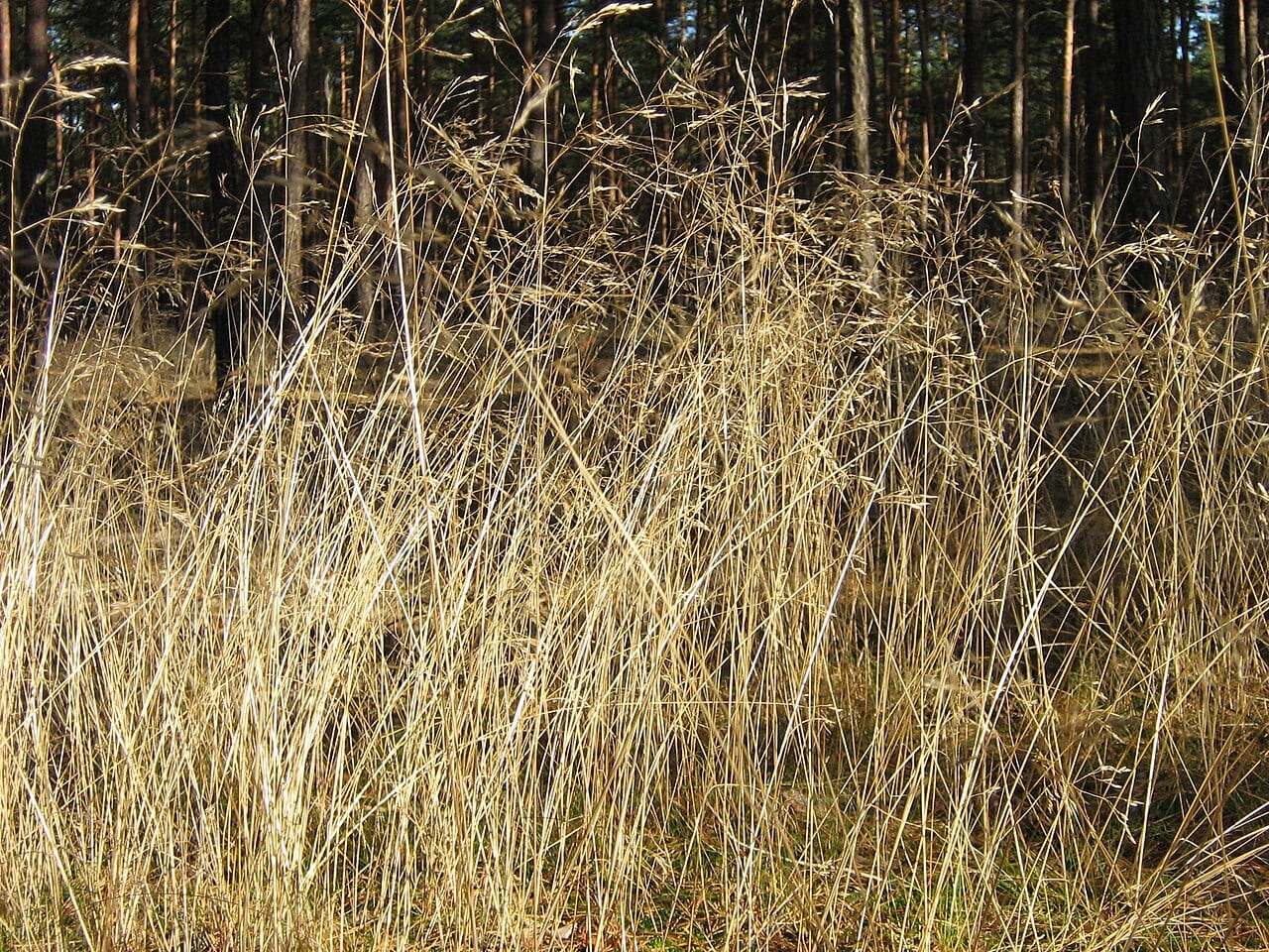 Wavy hairgrass (Deschampsia flexuosa)
