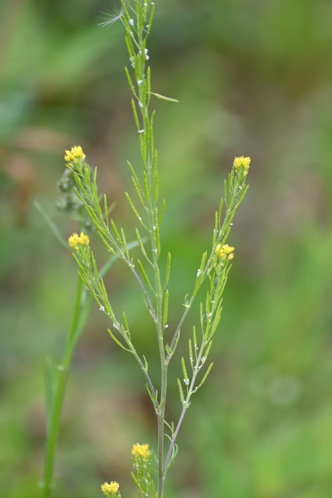 Mountain tansymustard (Descurainia incana ssp. incana)