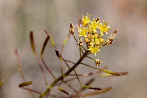 Western tansy mustard (Descurainia pinnata ssp. halictorum)