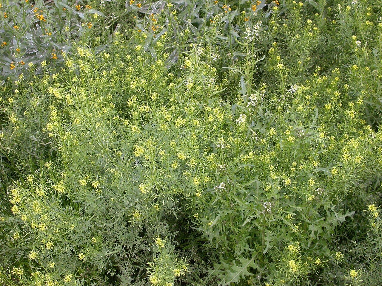 Western tansymustard (Descurainia pinnata)