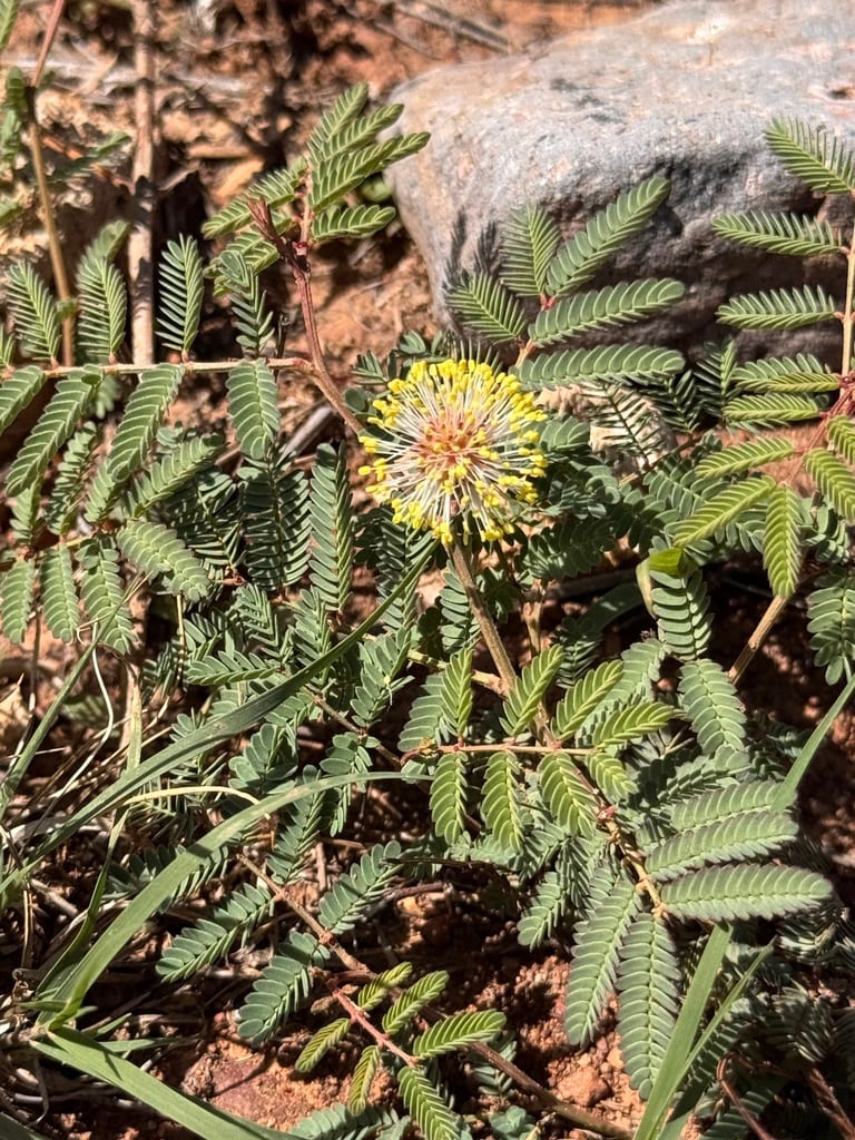 Cooley's bundleflower (Desmanthus cooleyi)