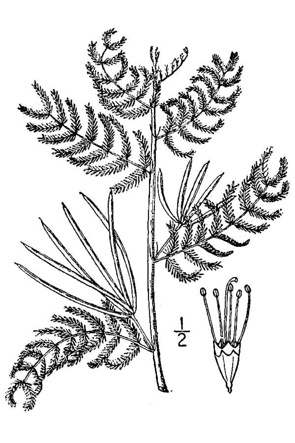 Slenderlobe bundleflower (Desmanthus leptolobus)