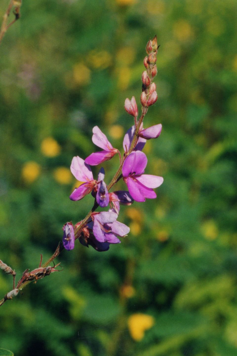 Showy tick trefoil (Desmodium canadense)