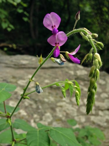 Hoary ticktrefoil (Desmodium canescens)