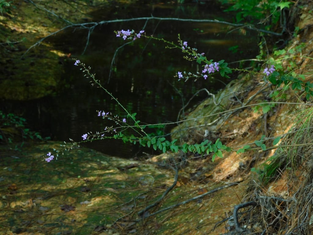 Hairy small-leaf ticktrefoil (Desmodium ciliare var. ciliare)