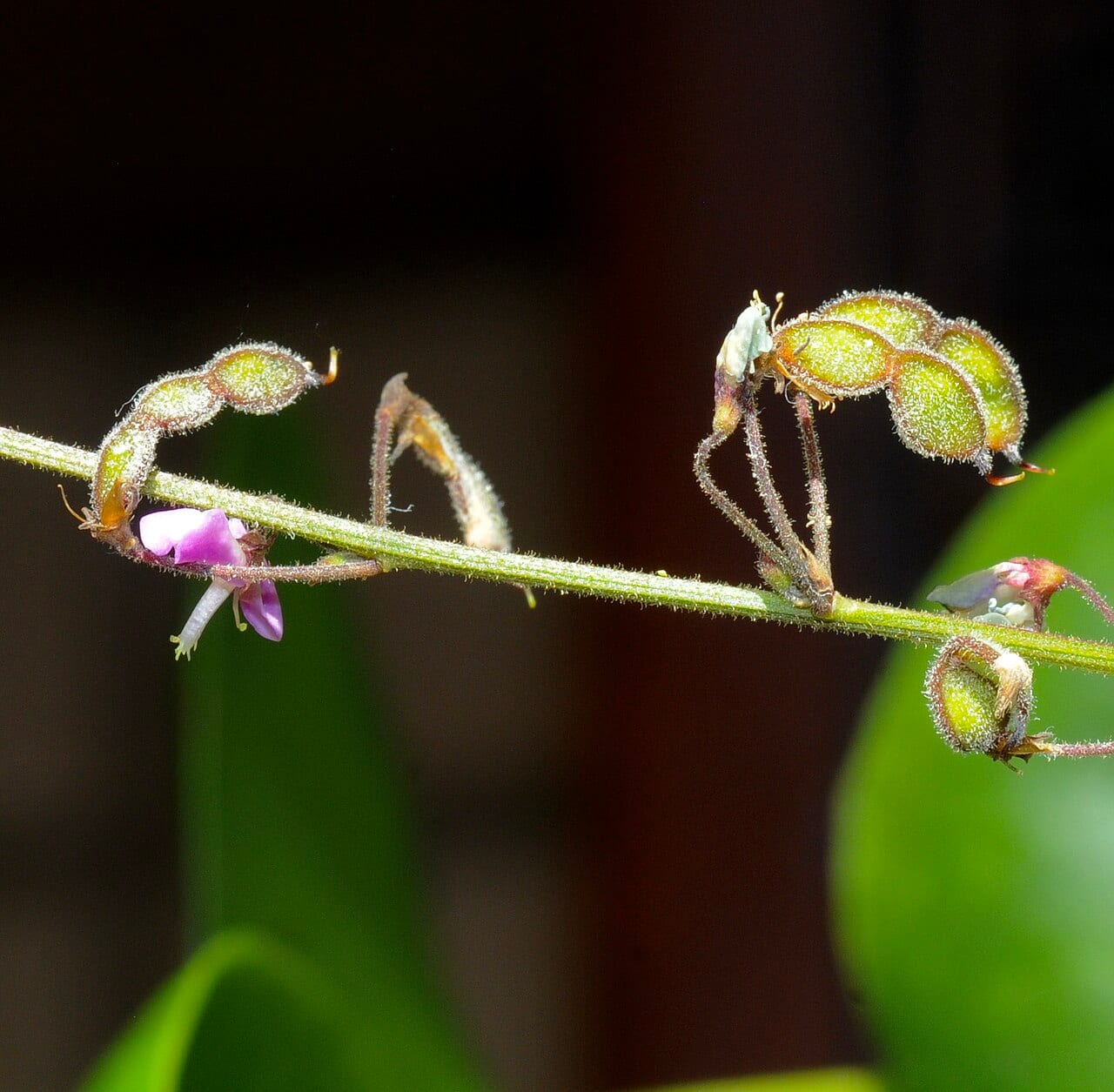 Hairy small-leaf ticktrefoil (Desmodium ciliare)