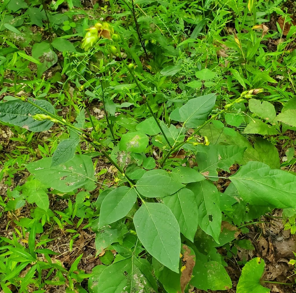 Largebract ticktrefoil (Desmodium cuspidatum var. cuspidatum)