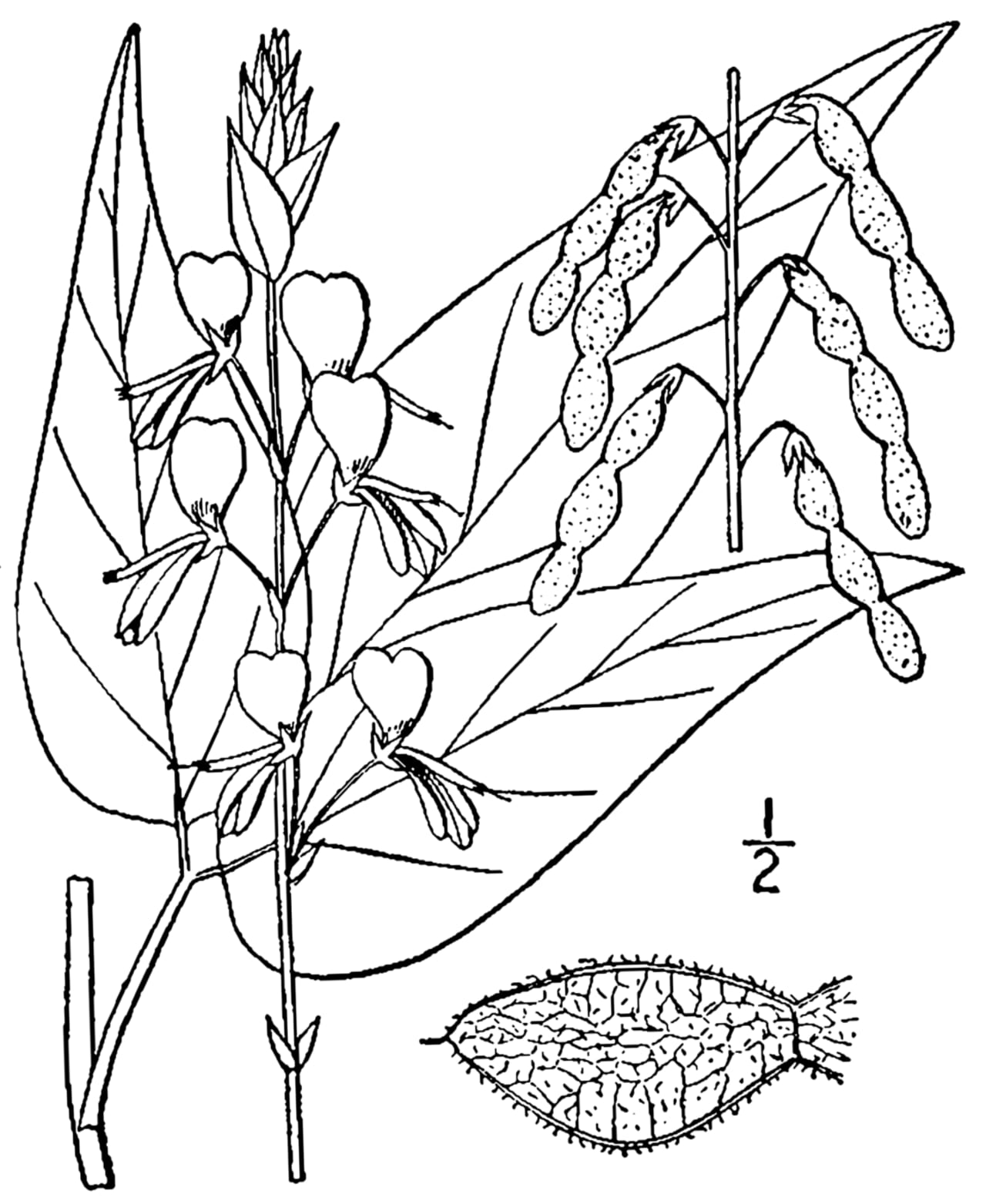 Largebract ticktrefoil (Desmodium cuspidatum)