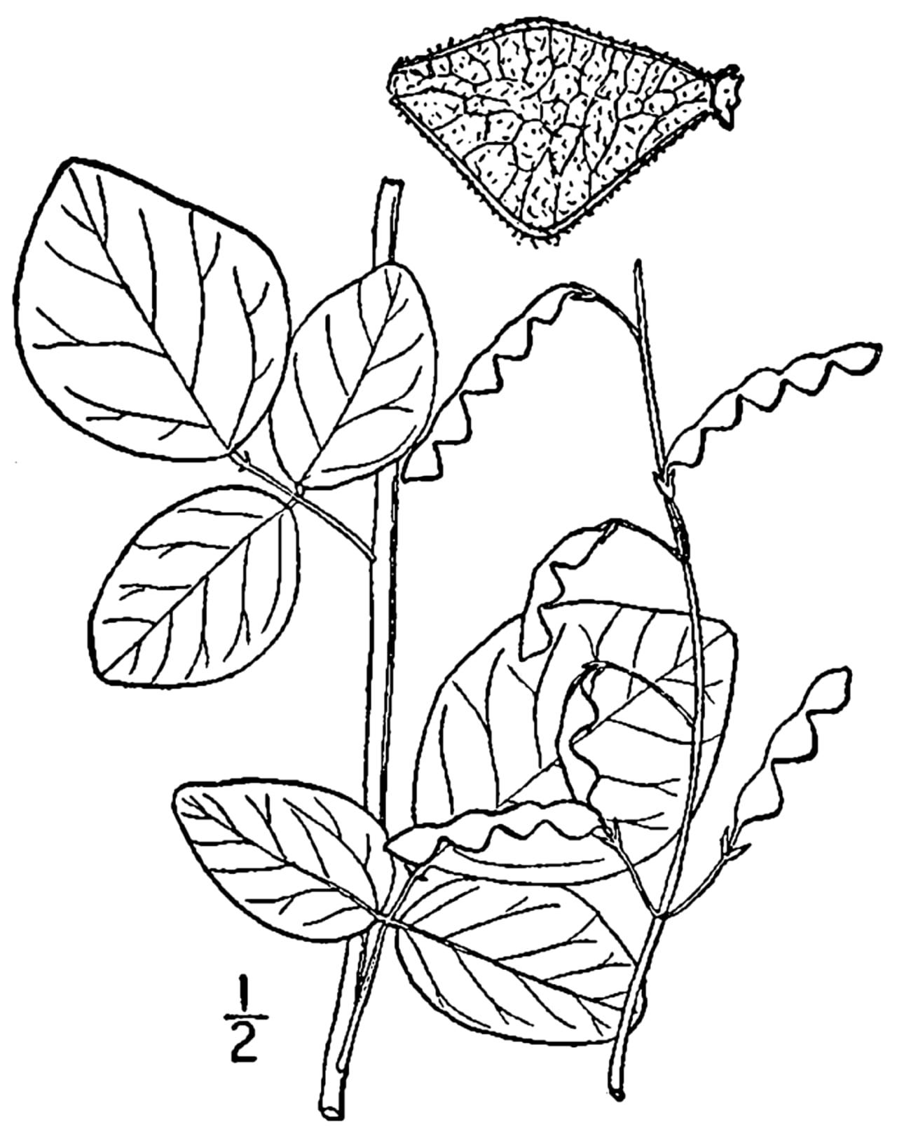 Dillenius' ticktrefoil (Desmodium glabellum)