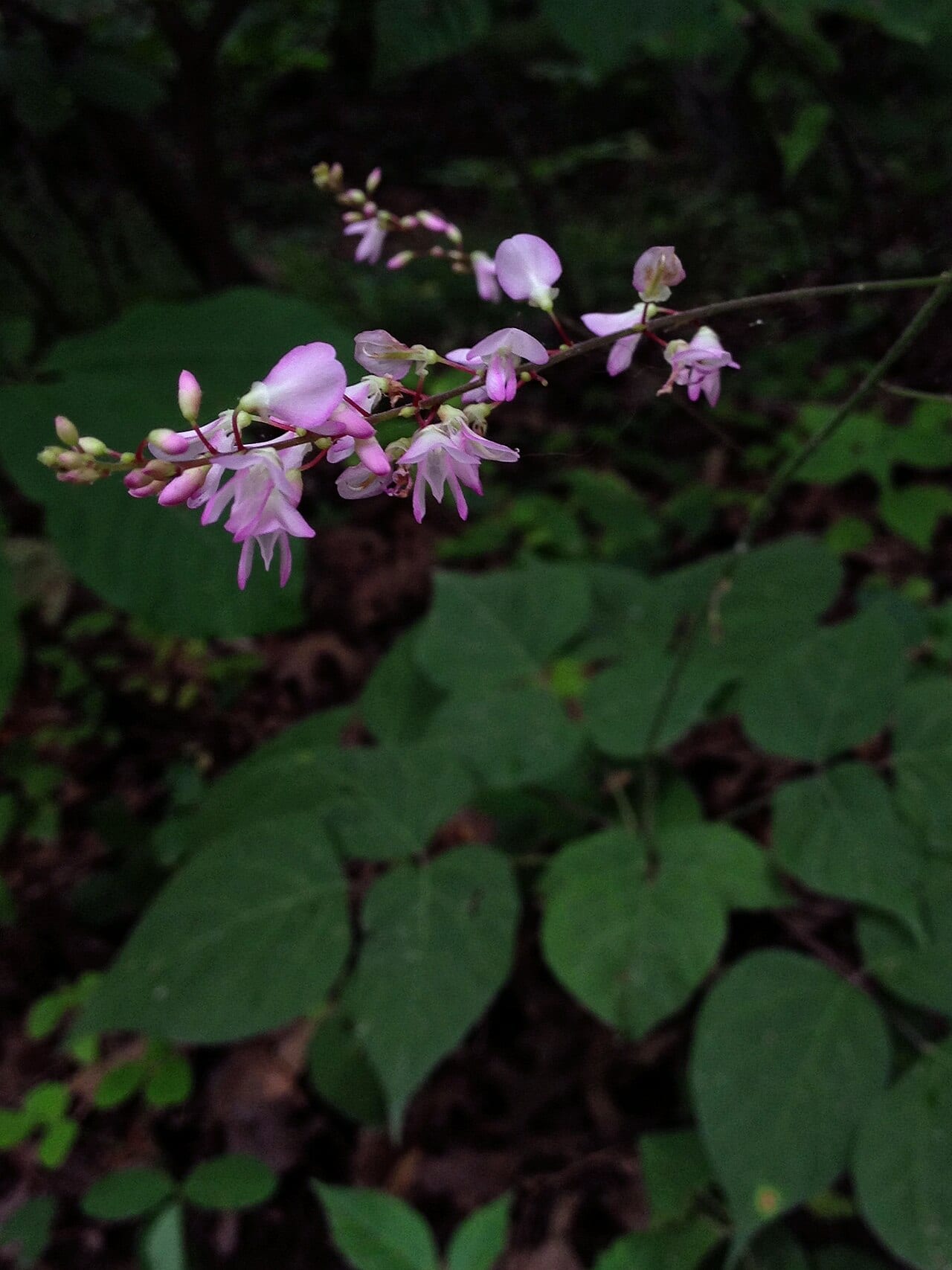 Pointedleaf ticktrefoil (Desmodium glutinosum)