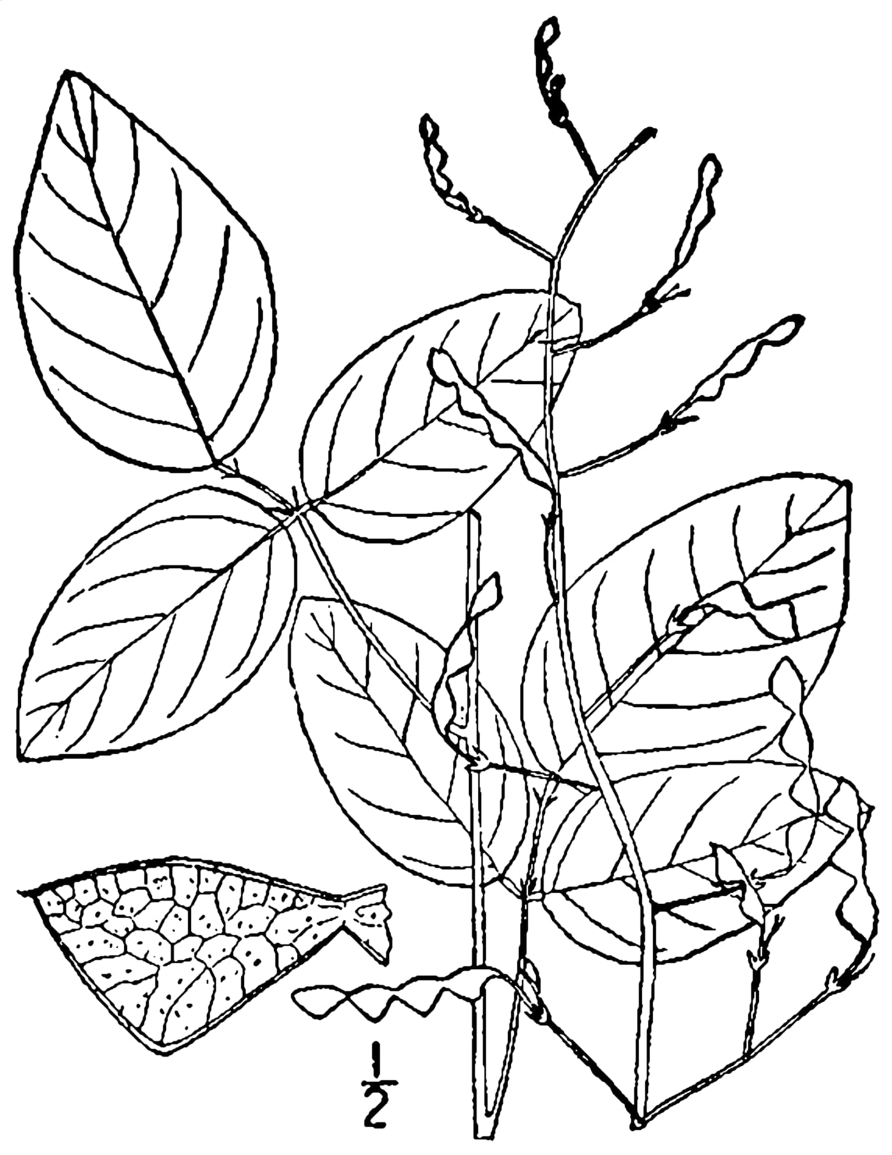 Smooth ticktrefoil (Desmodium laevigatum)