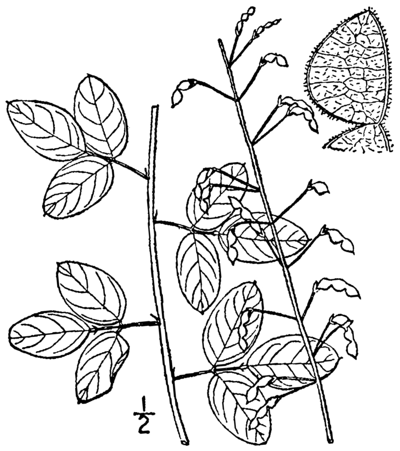 Smooth small-leaf ticktrefoil (Desmodium marilandicum)