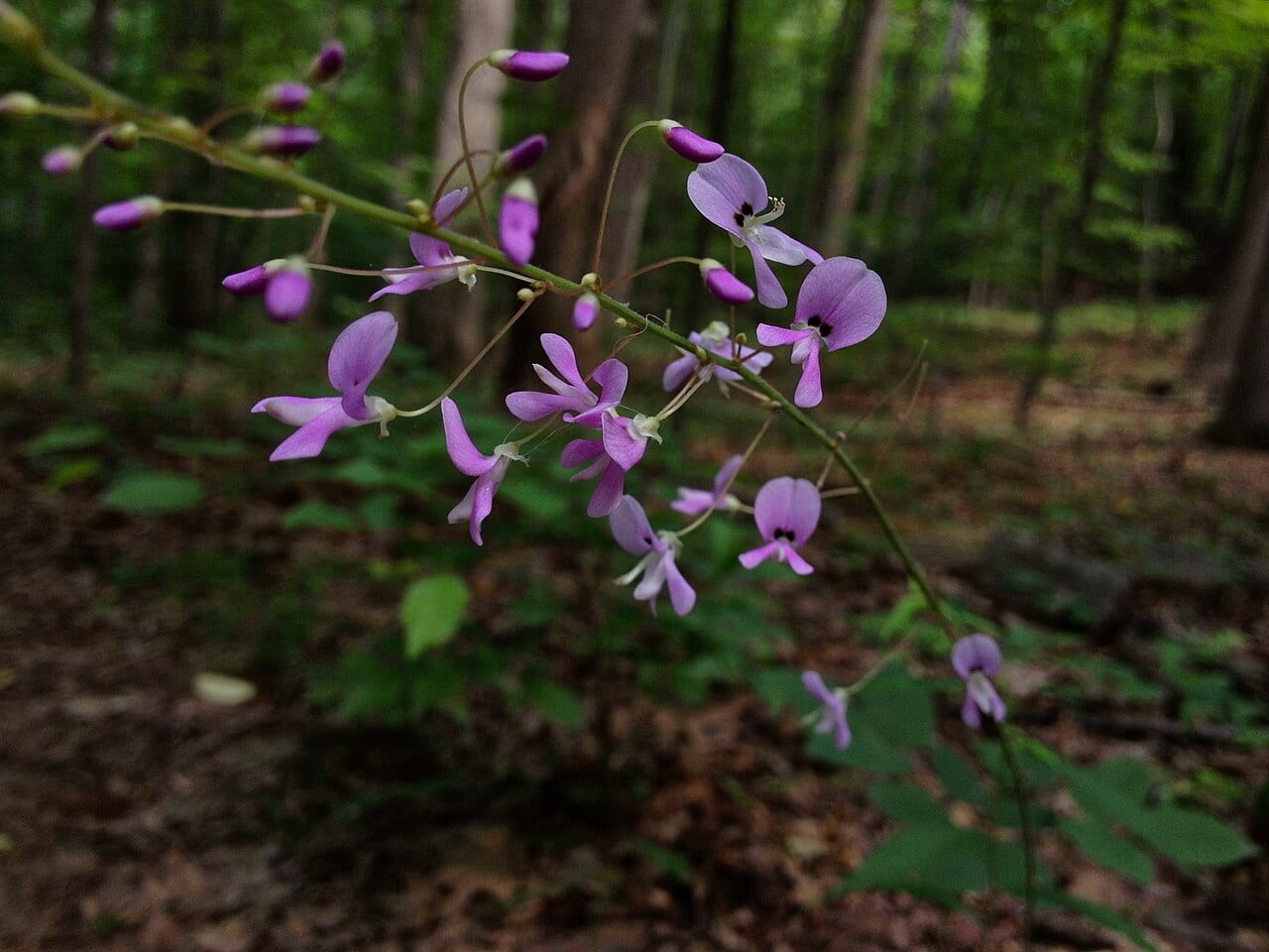 Nakedflower ticktrefoil (Desmodium nudiflorum)